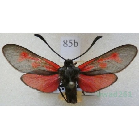 Zygaena minos (Denis & Schiffermüller, 1775) Kraśnik biedrzeniowiec Czech85b